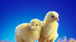 Preview wallpaper chickens, chicks, couple, caring