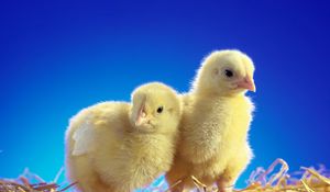 Preview wallpaper chickens, chicks, couple, caring