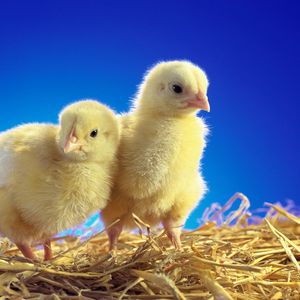 Preview wallpaper chickens, chicks, couple, caring