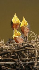 Preview wallpaper chicks, nest, hunger, waiting