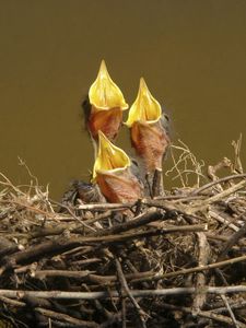 Preview wallpaper chicks, nest, hunger, waiting