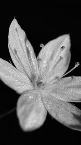 Preview wallpaper chickweed, flower, petals, drops, macro
