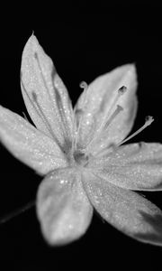 Preview wallpaper chickweed, flower, petals, drops, macro