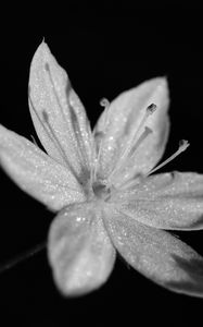 Preview wallpaper chickweed, flower, petals, drops, macro