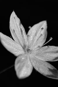 Preview wallpaper chickweed, flower, petals, drops, macro