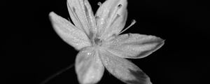 Preview wallpaper chickweed, flower, petals, drops, macro