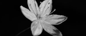 Preview wallpaper chickweed, flower, petals, drops, macro