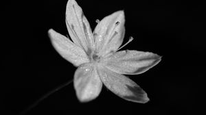 Preview wallpaper chickweed, flower, petals, drops, macro