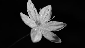 Preview wallpaper chickweed, flower, petals, drops, macro