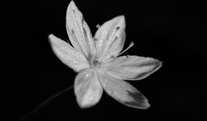 Preview wallpaper chickweed, flower, petals, drops, macro