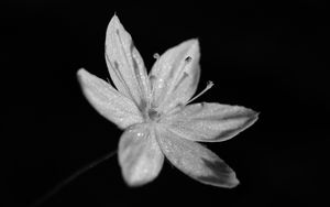 Preview wallpaper chickweed, flower, petals, drops, macro
