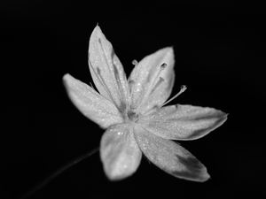 Preview wallpaper chickweed, flower, petals, drops, macro