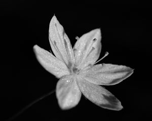 Preview wallpaper chickweed, flower, petals, drops, macro