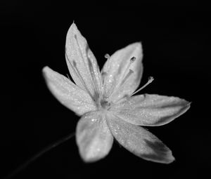 Preview wallpaper chickweed, flower, petals, drops, macro