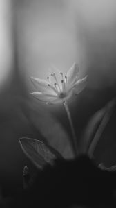 Preview wallpaper chickweed, flower, petals, black and white, blur