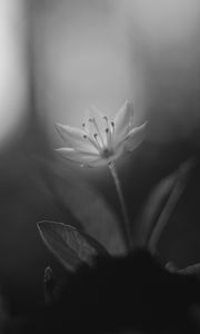 Preview wallpaper chickweed, flower, petals, black and white, blur