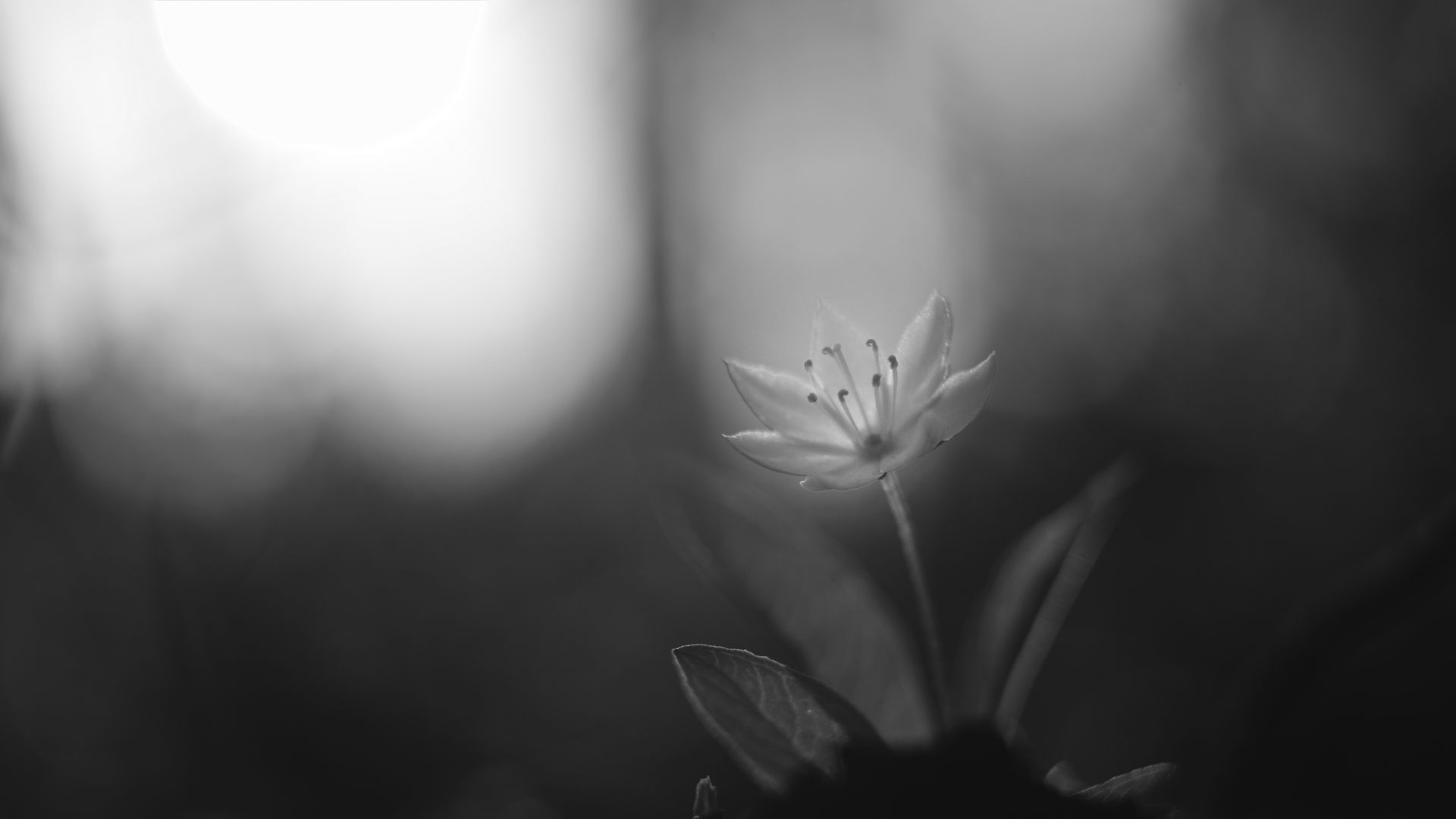 Download wallpaper 1920x1080 chickweed, flower, petals, black and white ...