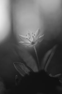 Preview wallpaper chickweed, flower, petals, black and white, blur