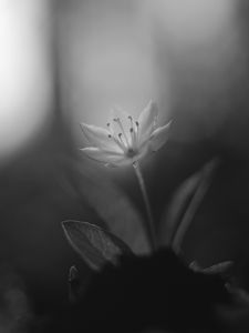 Preview wallpaper chickweed, flower, petals, black and white, blur