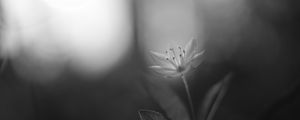 Preview wallpaper chickweed, flower, petals, black and white, blur