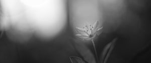 Preview wallpaper chickweed, flower, petals, black and white, blur