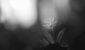 Preview wallpaper chickweed, flower, petals, black and white, blur