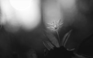 Preview wallpaper chickweed, flower, petals, black and white, blur