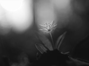 Preview wallpaper chickweed, flower, petals, black and white, blur