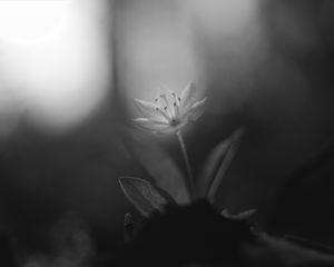 Preview wallpaper chickweed, flower, petals, black and white, blur