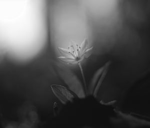 Preview wallpaper chickweed, flower, petals, black and white, blur