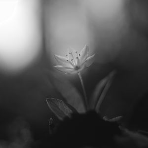 Preview wallpaper chickweed, flower, petals, black and white, blur