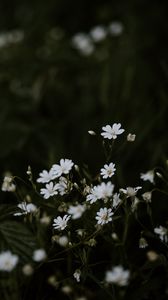 Preview wallpaper chickweeds, flowers, flowering, glade