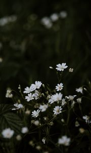 Preview wallpaper chickweeds, flowers, flowering, glade