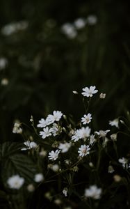 Preview wallpaper chickweeds, flowers, flowering, glade