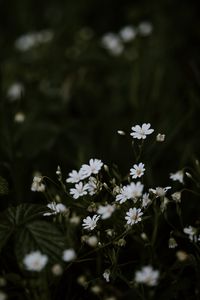 Preview wallpaper chickweeds, flowers, flowering, glade