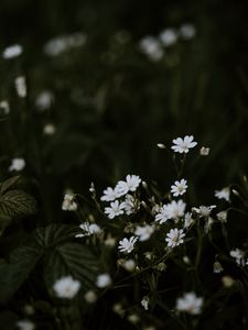 Preview wallpaper chickweeds, flowers, flowering, glade