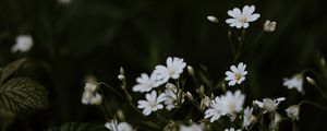 Preview wallpaper chickweeds, flowers, flowering, glade