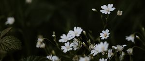 Preview wallpaper chickweeds, flowers, flowering, glade