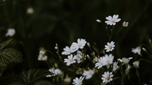 Preview wallpaper chickweeds, flowers, flowering, glade