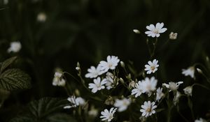 Preview wallpaper chickweeds, flowers, flowering, glade