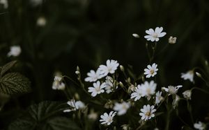Preview wallpaper chickweeds, flowers, flowering, glade