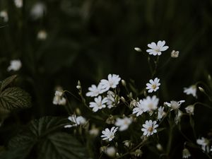 Preview wallpaper chickweeds, flowers, flowering, glade