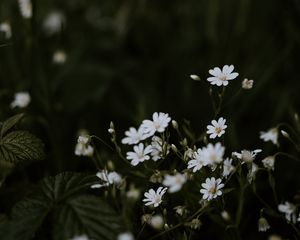 Preview wallpaper chickweeds, flowers, flowering, glade