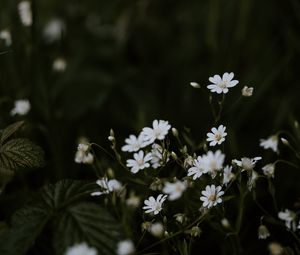 Preview wallpaper chickweeds, flowers, flowering, glade