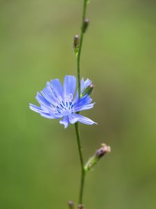 Preview wallpaper chicory, flower, petals, stem, blur