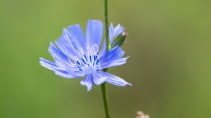 Preview wallpaper chicory, flower, petals, stem, blur