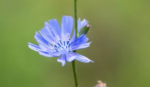 Preview wallpaper chicory, flower, petals, stem, blur