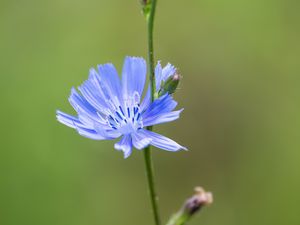 Preview wallpaper chicory, flower, petals, stem, blur