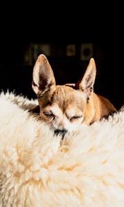 Preview wallpaper chihuahua, dog, brown, pet, sleep