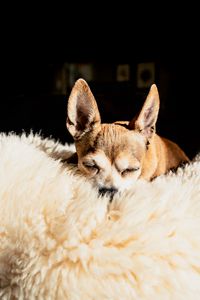 Preview wallpaper chihuahua, dog, brown, pet, sleep